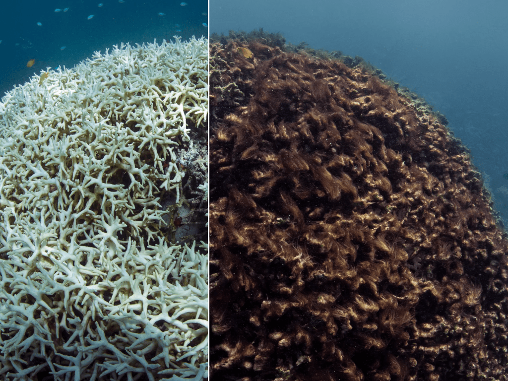 Coral Reefs: The Struggle for&nbsp;Survival